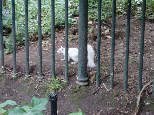 Squirrel observed just south of St George's Church.